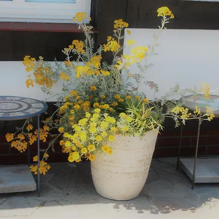 Homestay Flauta Ii *