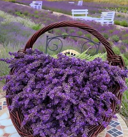 Lawendowy Zakatek Machowino- Blue Scent Holiday home *