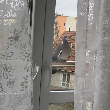Mieszkanie U Anety Na Krotkiej Apartment