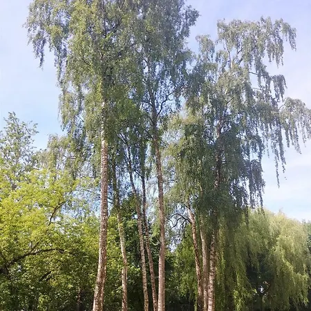 Apartament Pod Brzozami *